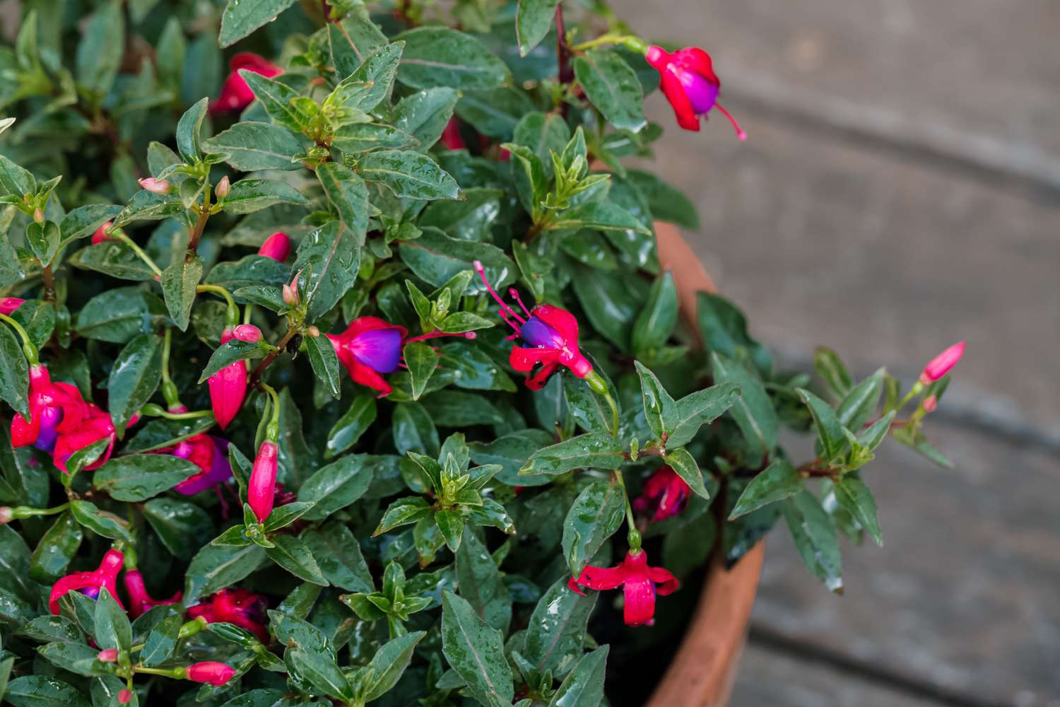 Fuchsienpflanze im Topf mit kleinen rosa und lila Blüten und Knospen, umgeben von Blättern 