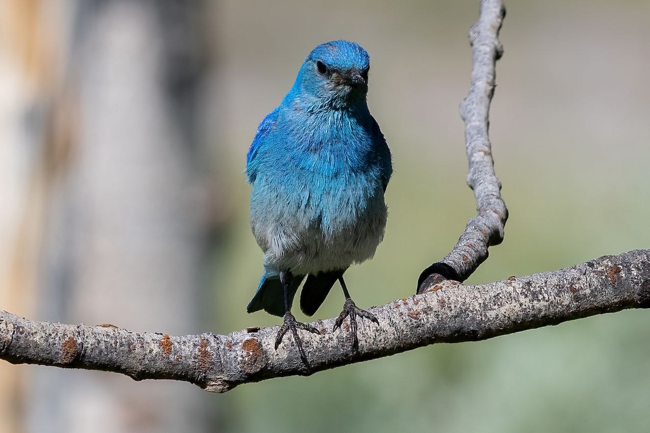 Mountain bluebird standing on a bare branch