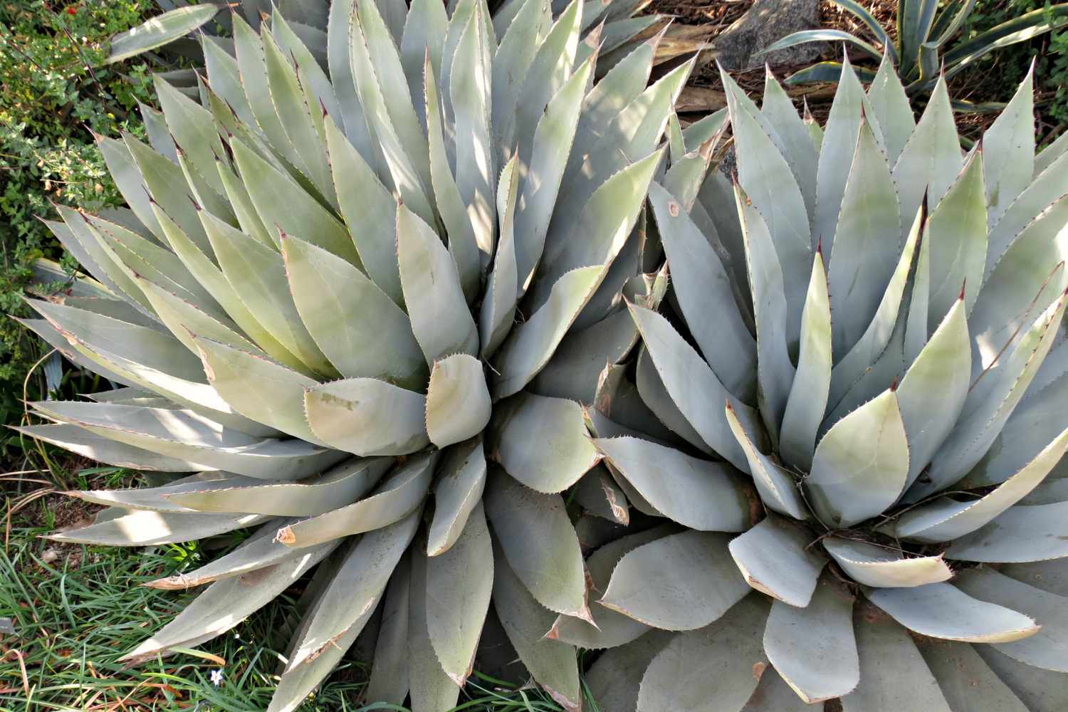 weiße Agave