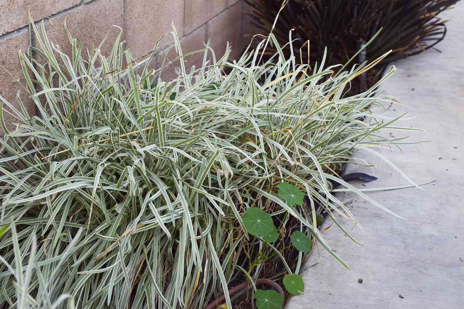 Gesellschaftsknoblauchpflanze mit hellgrünen grasähnlichen Blättern neben Zement verklumpt