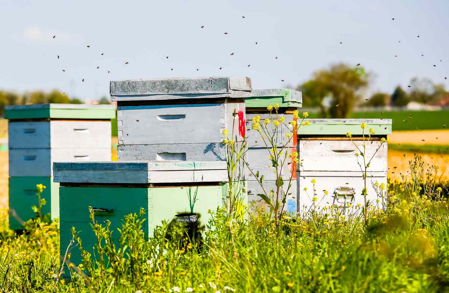 beehives in corner of sunflower field