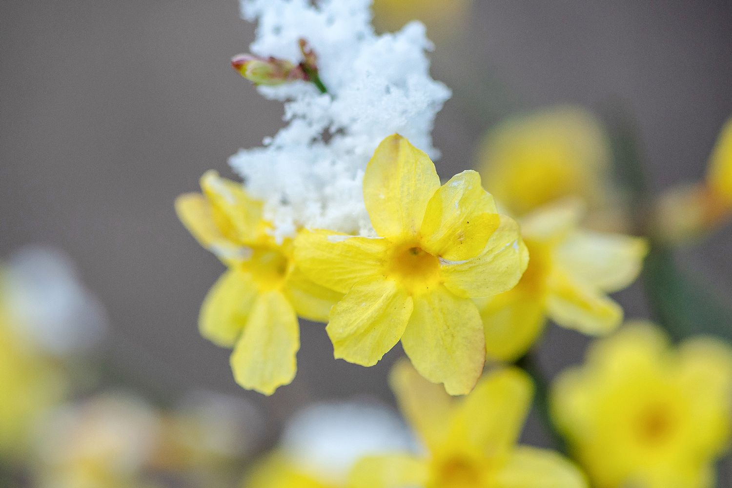 Winterjasmin mit gelben Blüten, bedeckt mit Schnee, Nahaufnahme