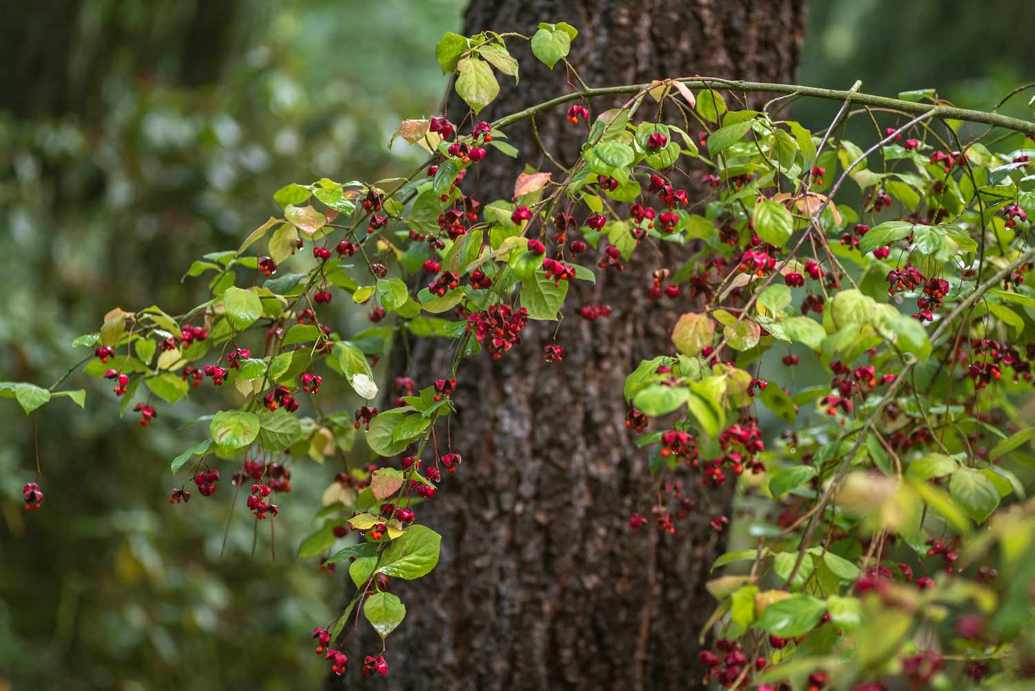 Zweig des Europäischen Spindelbaums mit fuchsiafarbenen Beeren vor dem Baumstamm