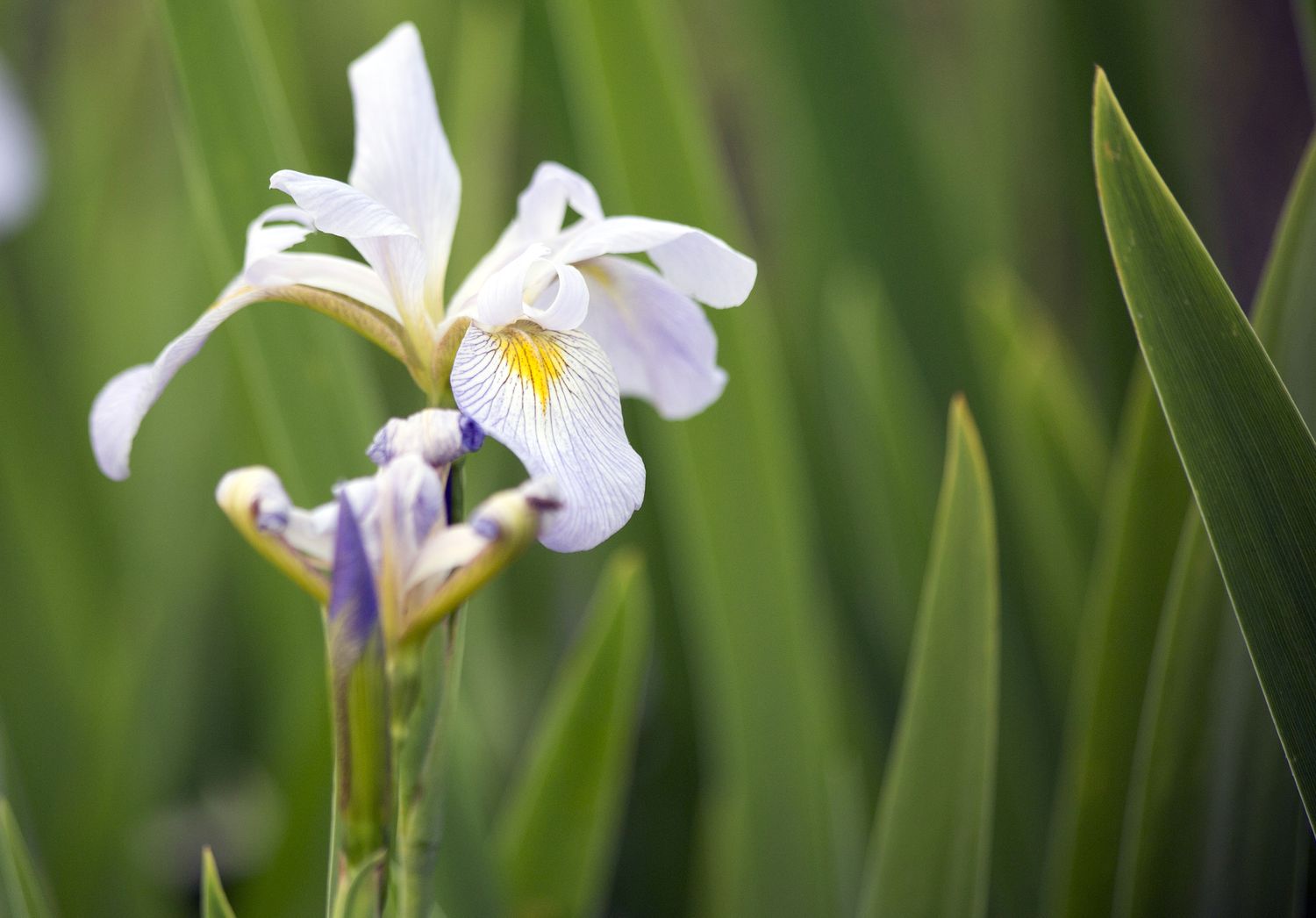 Íris da Louisiana com coloração branca, roxa e amarela