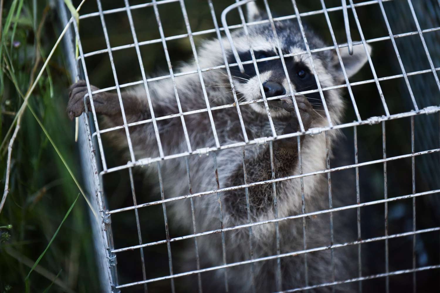 Un raton laveur a été capturé dans un piège vivant en métal fait de fil de fer.