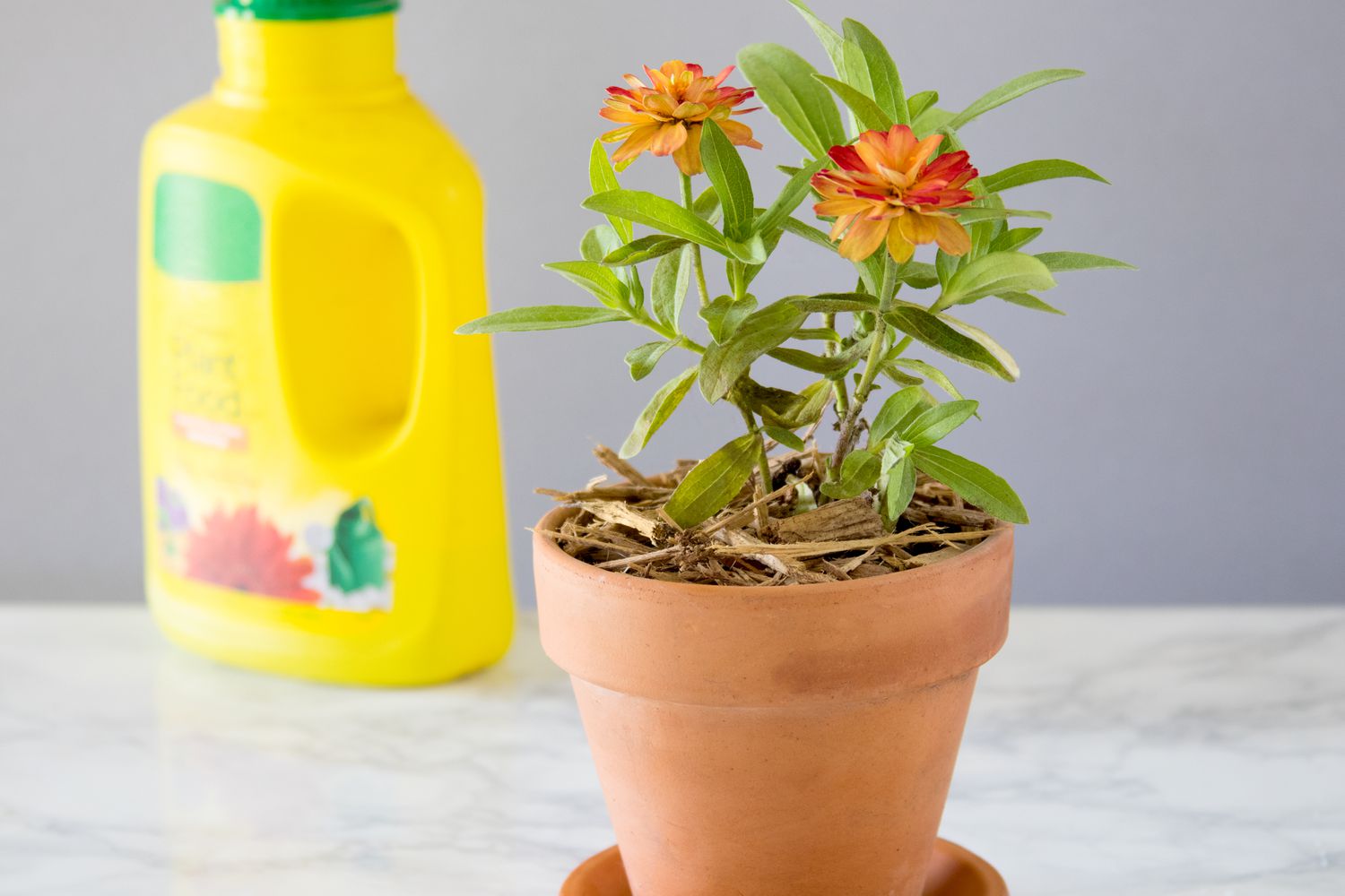 Gelber Behälter mit Dünger hinter Topfblumen