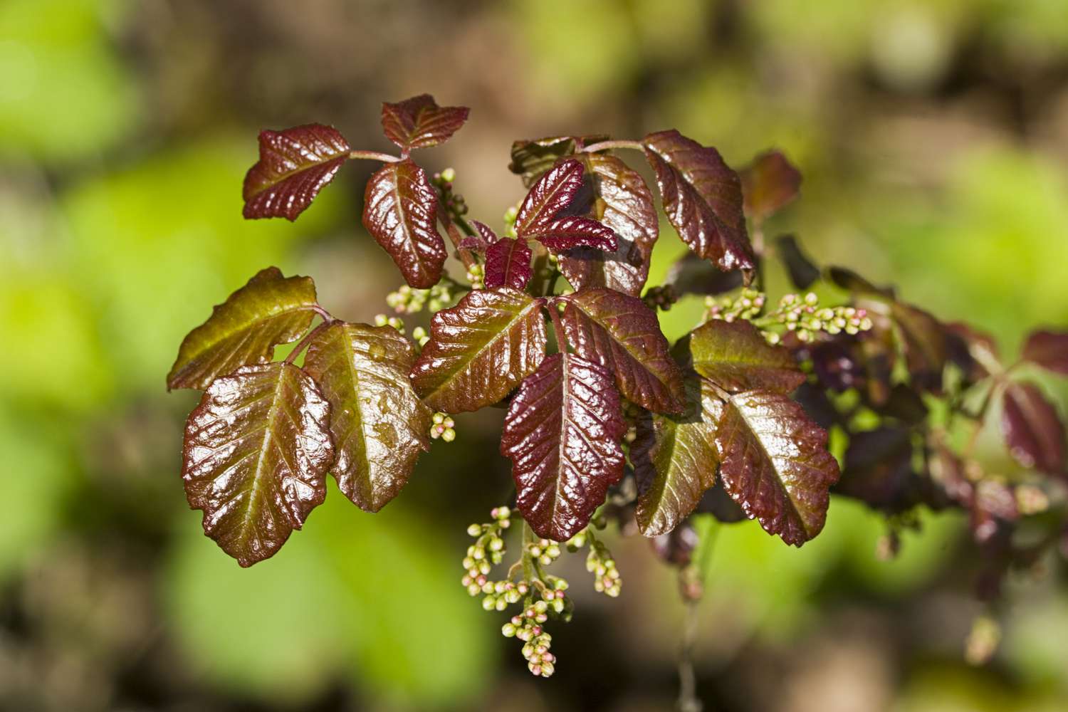 Gifteiche hat eine Traube mit kleinen Beeren