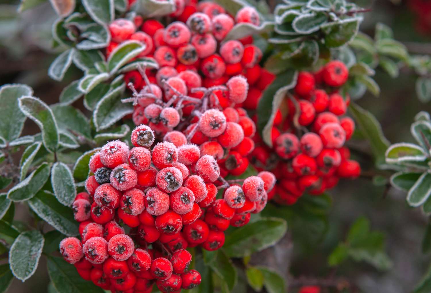 Branche d'arbuste de prunellier avec des grappes de baies rouge vif couvertes de givre