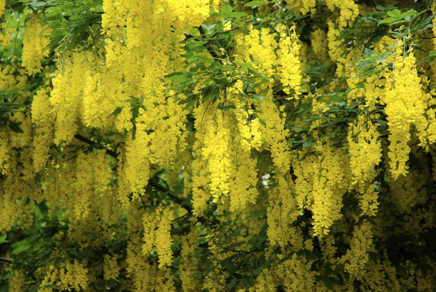 Golden chain flowers