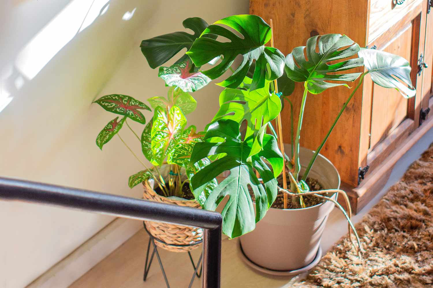 Monstera Zimmerpflanze auf dem Boden in einem Topf