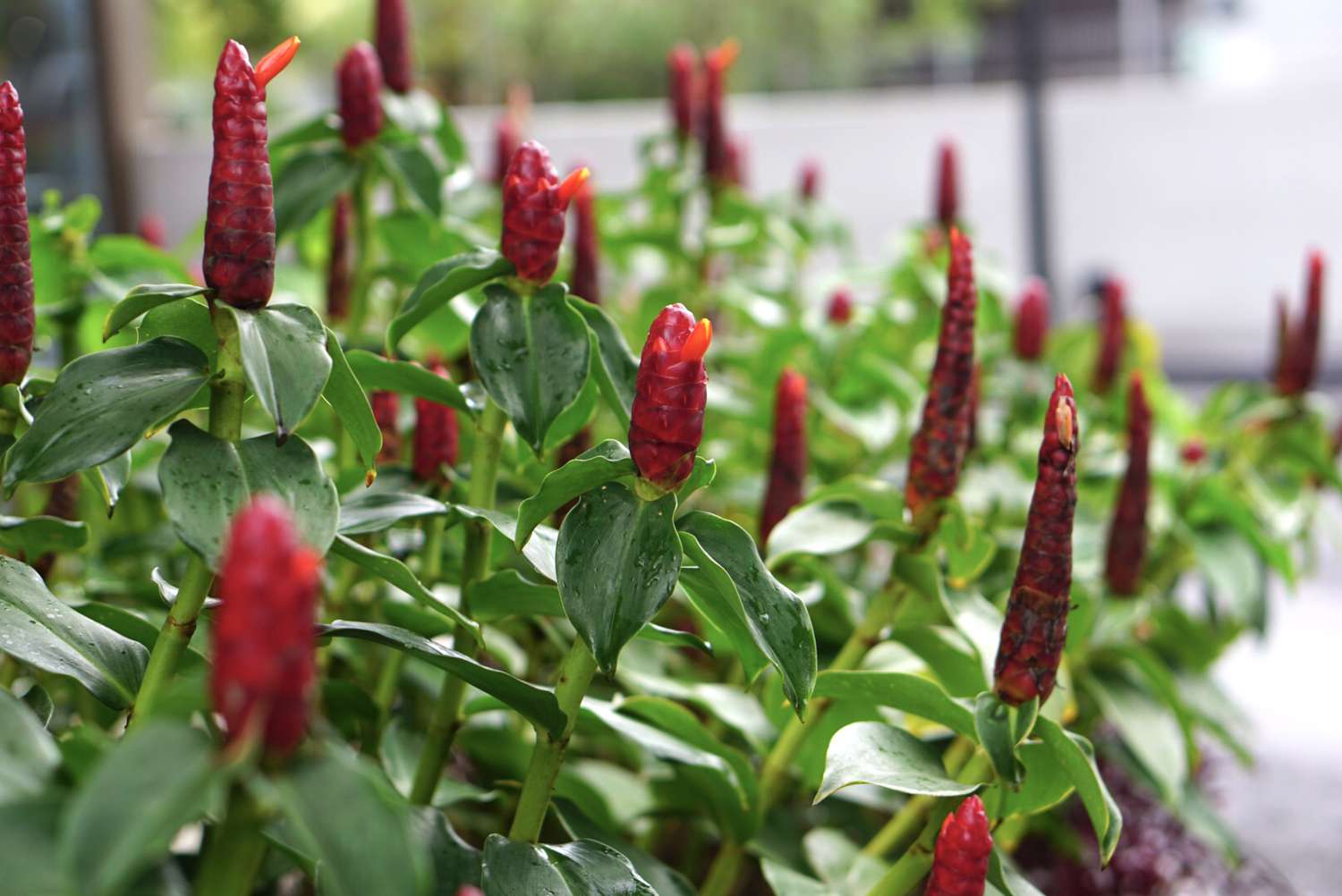 Roter Knollen-Ingwer mit roten Dolden und blühenden Blüten im Garten