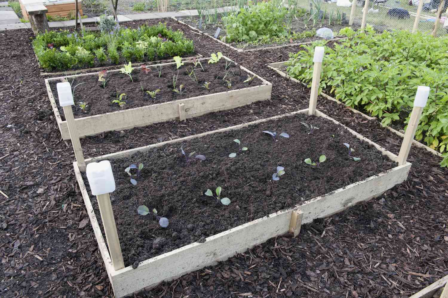 Raised beds in allotment