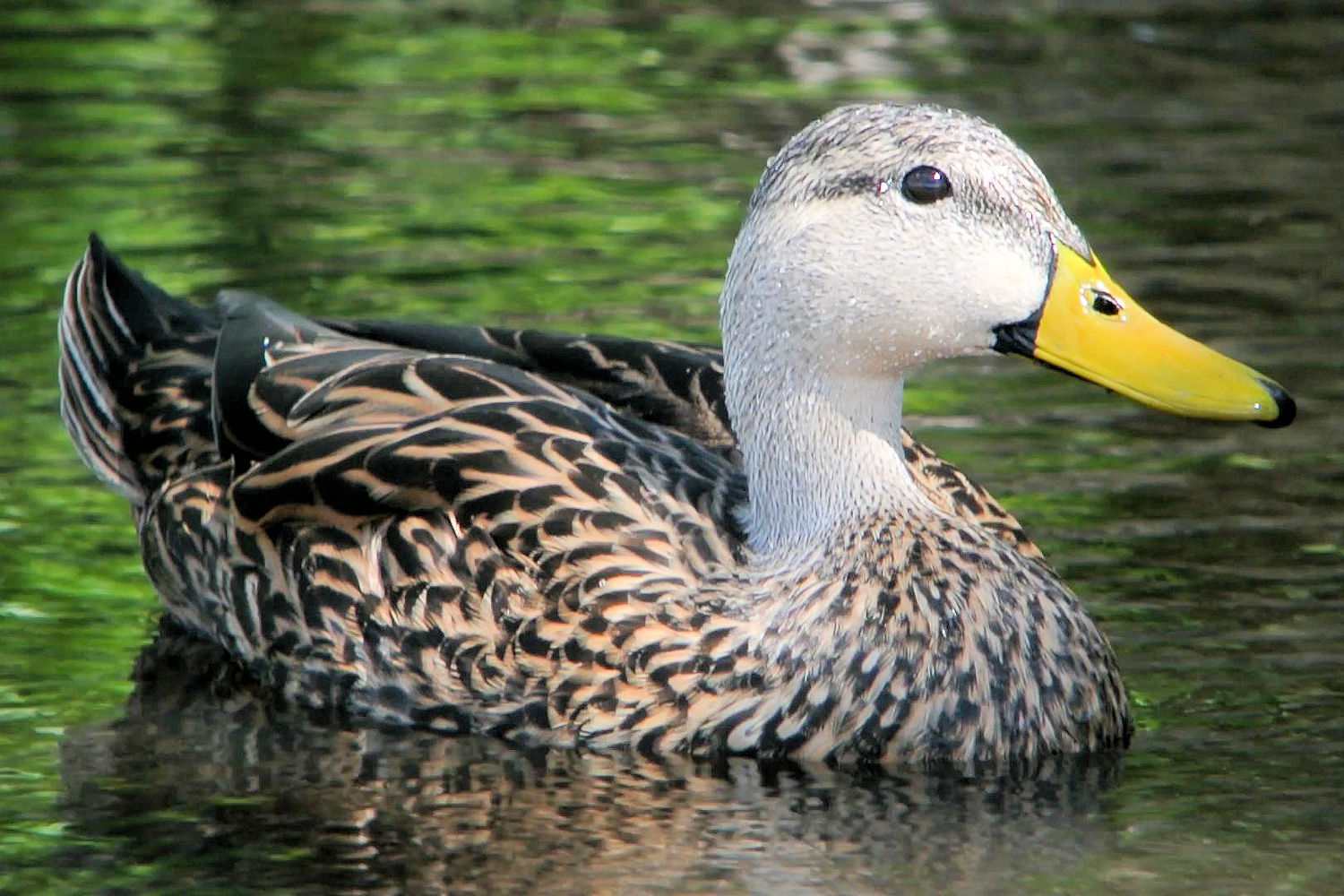 Mottled Duck