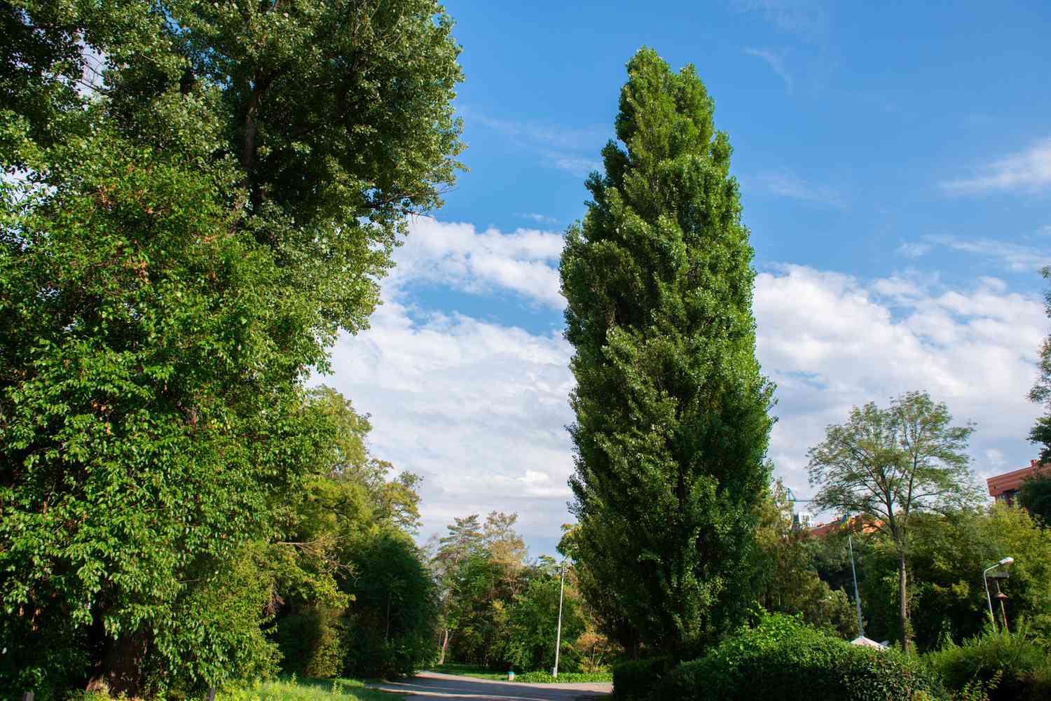 Lombardische Pappelbäume mit säulenförmigen Stämmen und nach oben gerichteten Ästen in der Nähe eines Weges