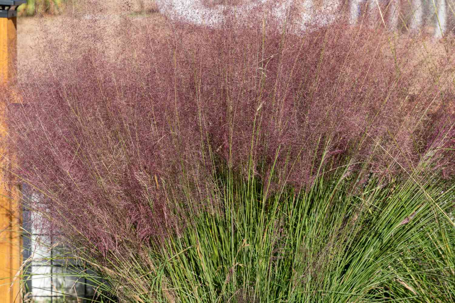 Cómo identificar y eliminar la hierba púrpura de la Pampa