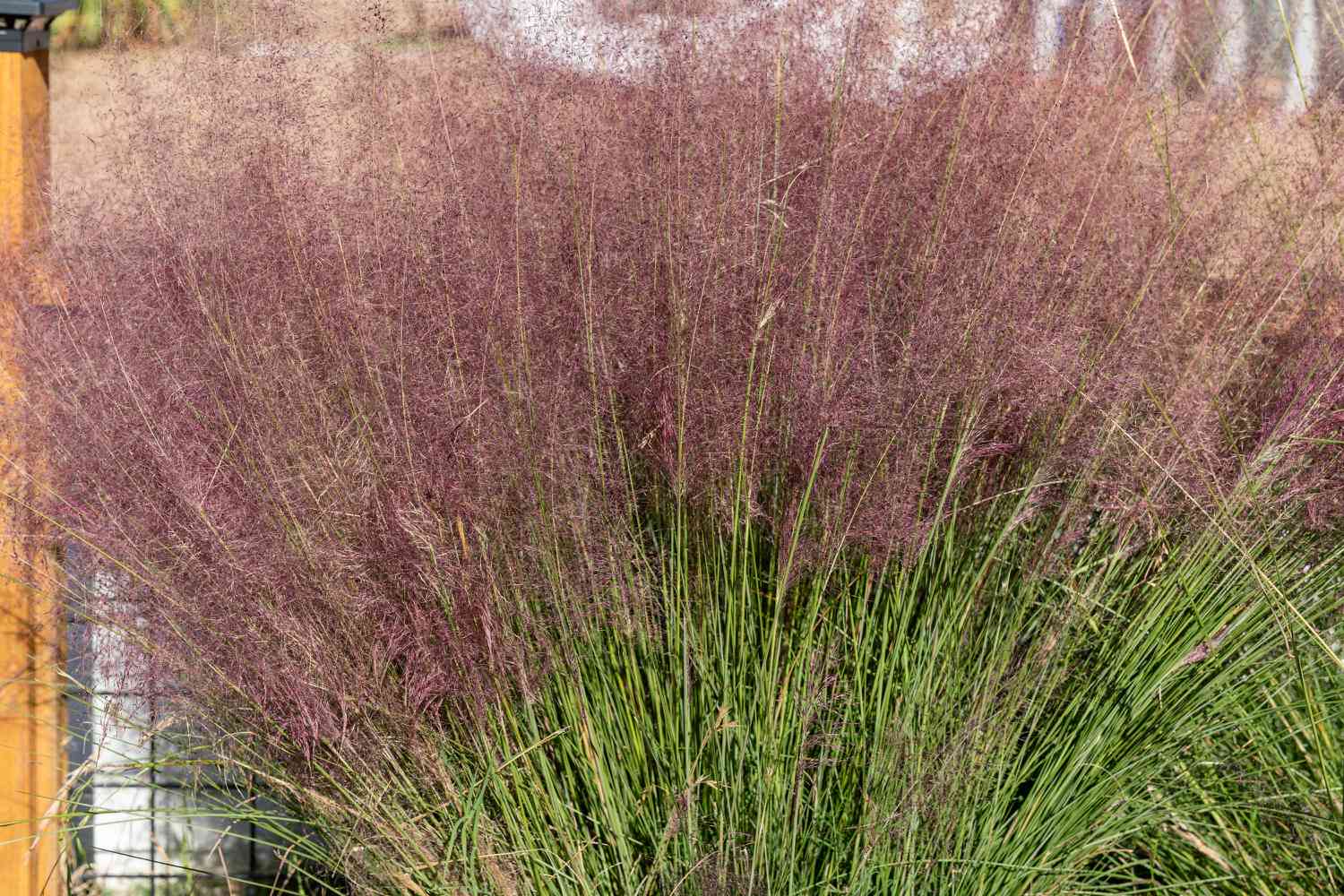 Como identificar e remover a grama dos pampas roxa