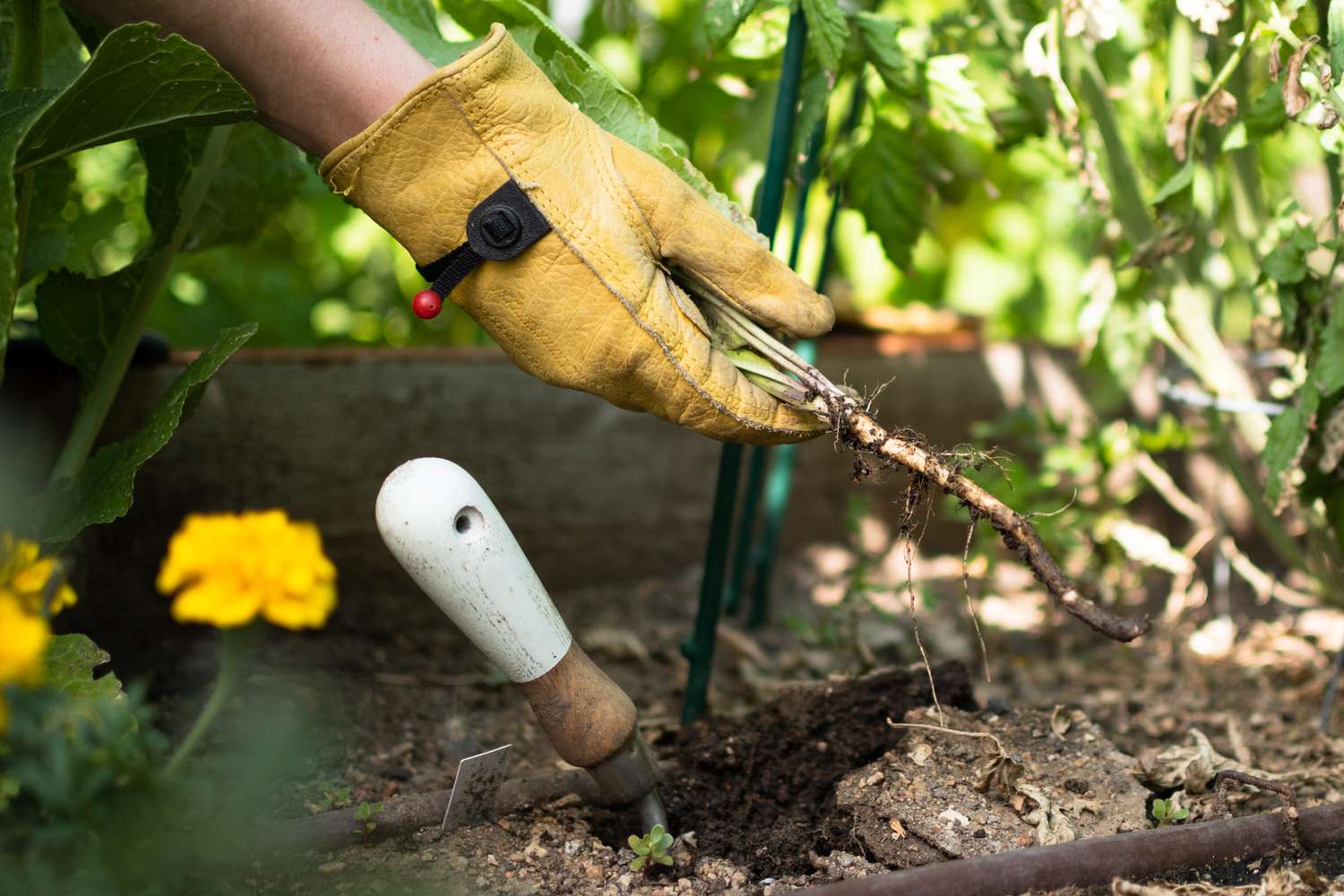Planta de rábano picante sacada del jardín con guantes y pala con las raíces al descubierto