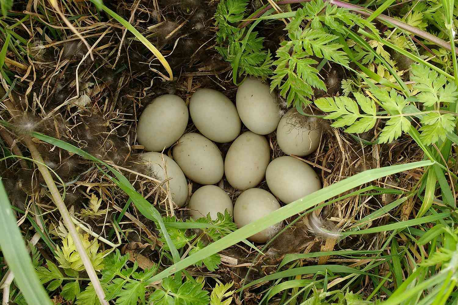 Mallard Nest