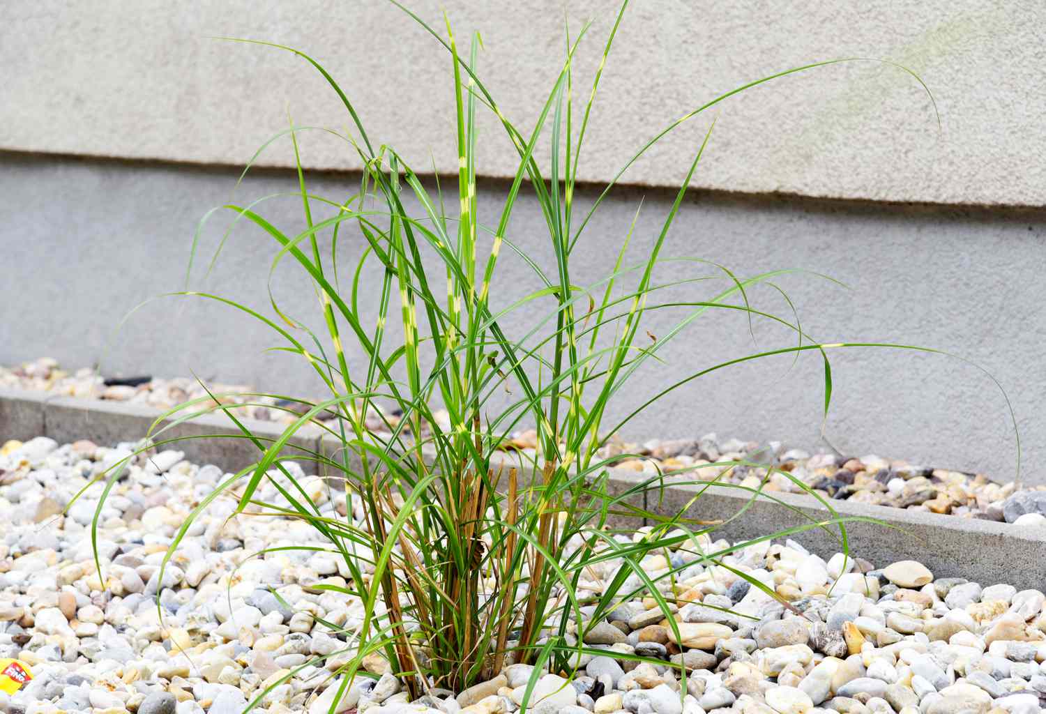 Planta de hierba cebra rodeada de pequeñas rocas con finas briznas de hojas abigarradas verdes y doradas