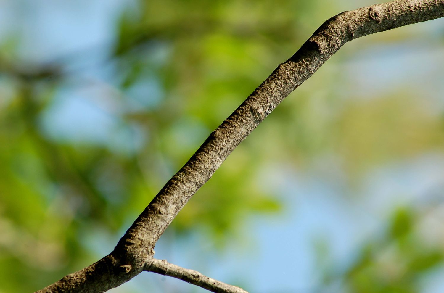 Close-up da casca velha da planta sumagre venenoso.