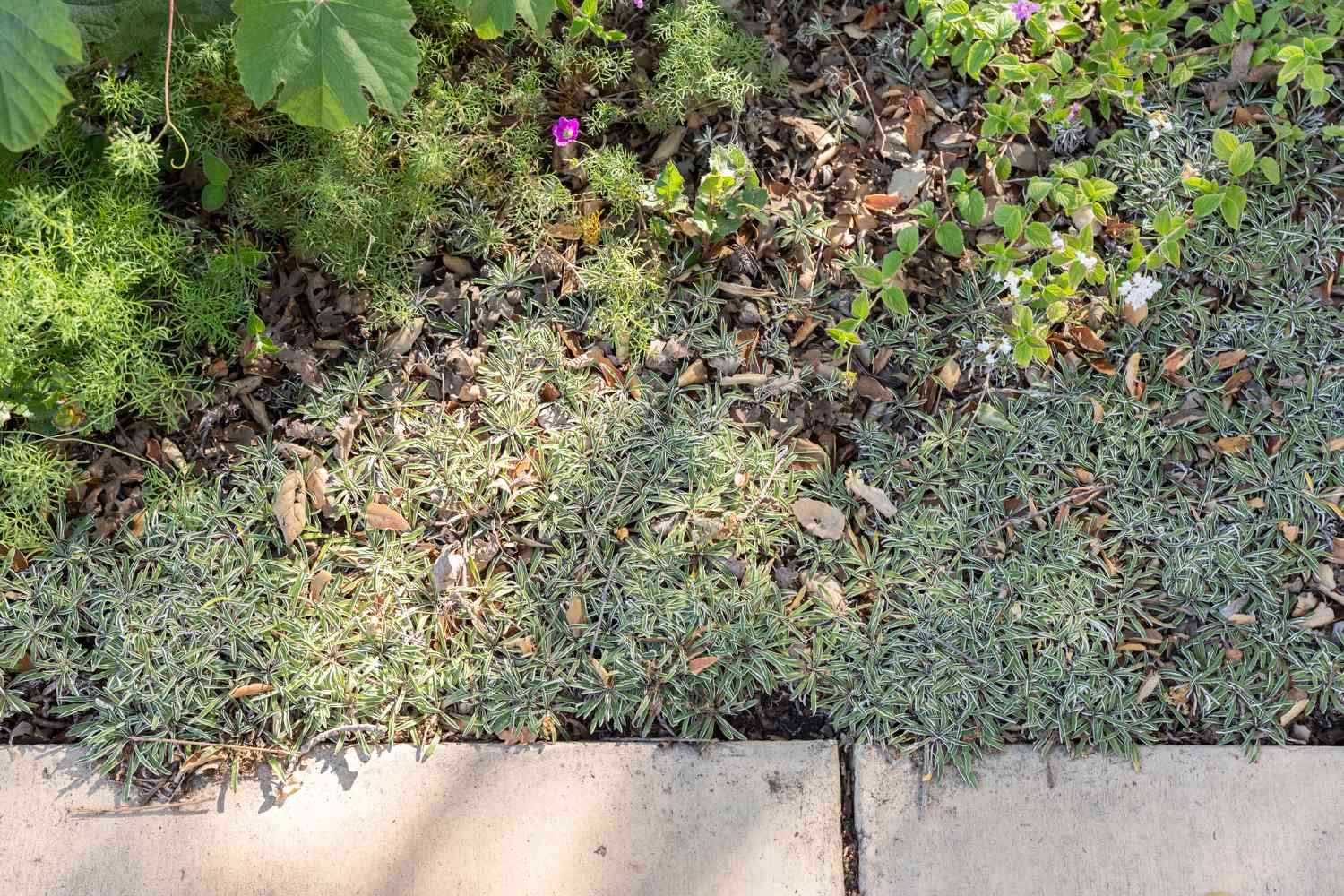 Dymondia plante couvre-sol avec feuilles fines vert clair à côté de l'allée