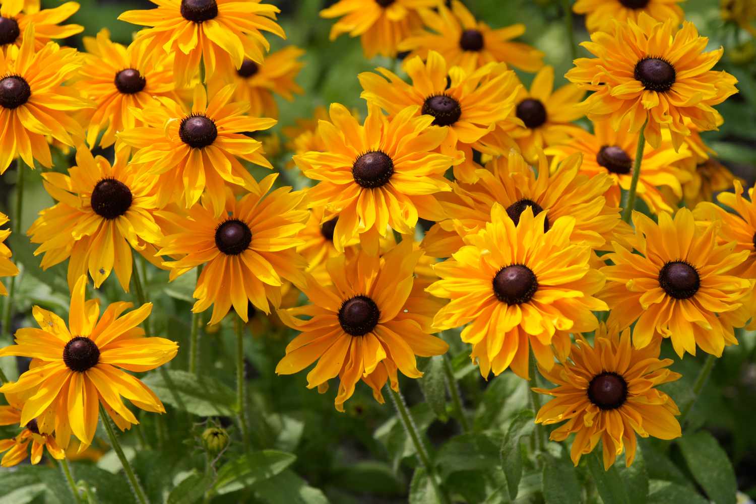 Schwarzäugige Susan-Blüten mit strahlend gelben Blütenblättern um braune Zentren