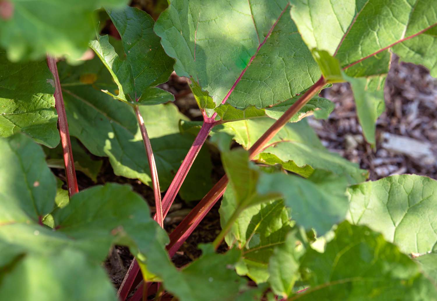 Rhabarberpflanze mit dicken roten Stängeln unter großen Blättern