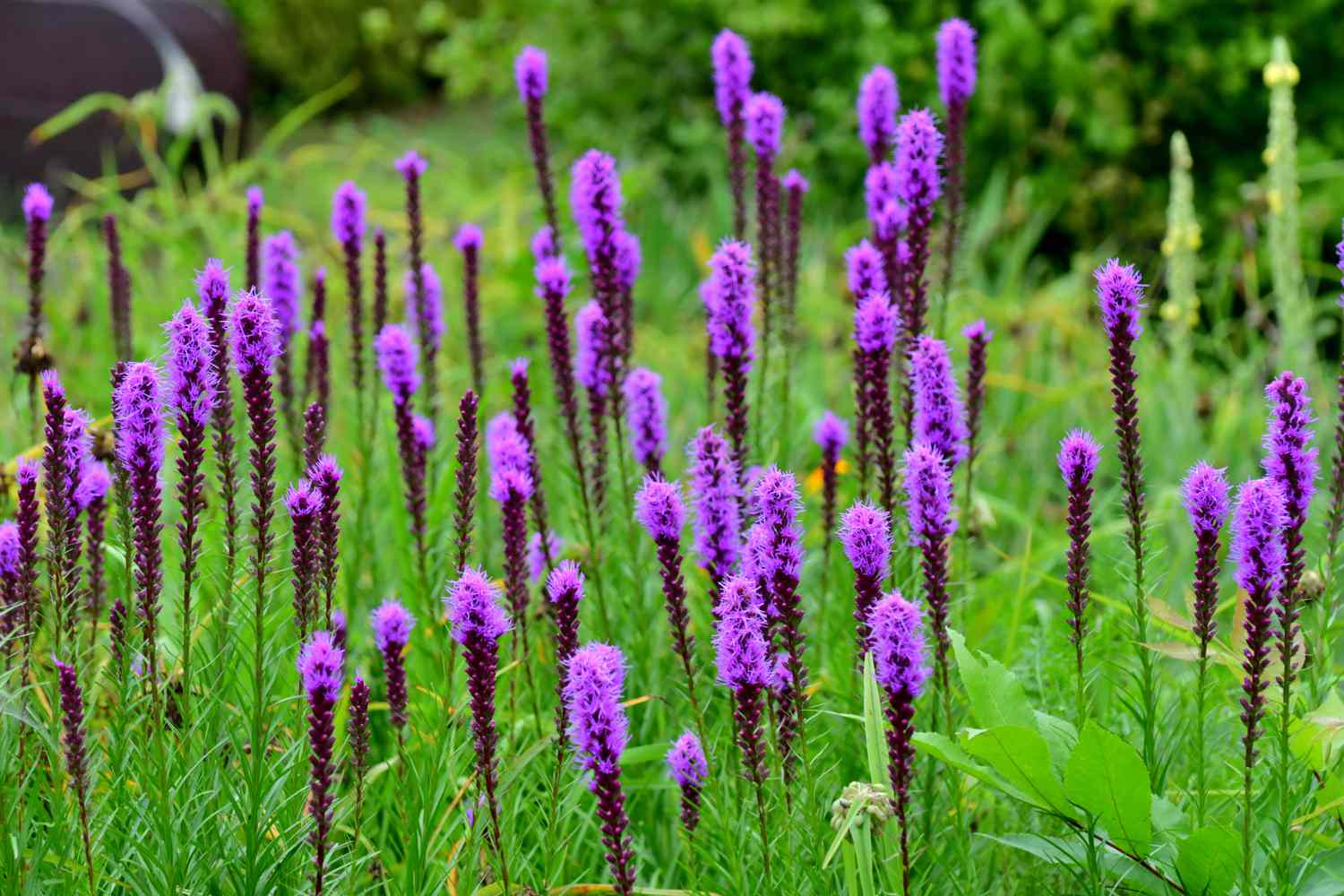 Liatris pycnostachya / Blazing star