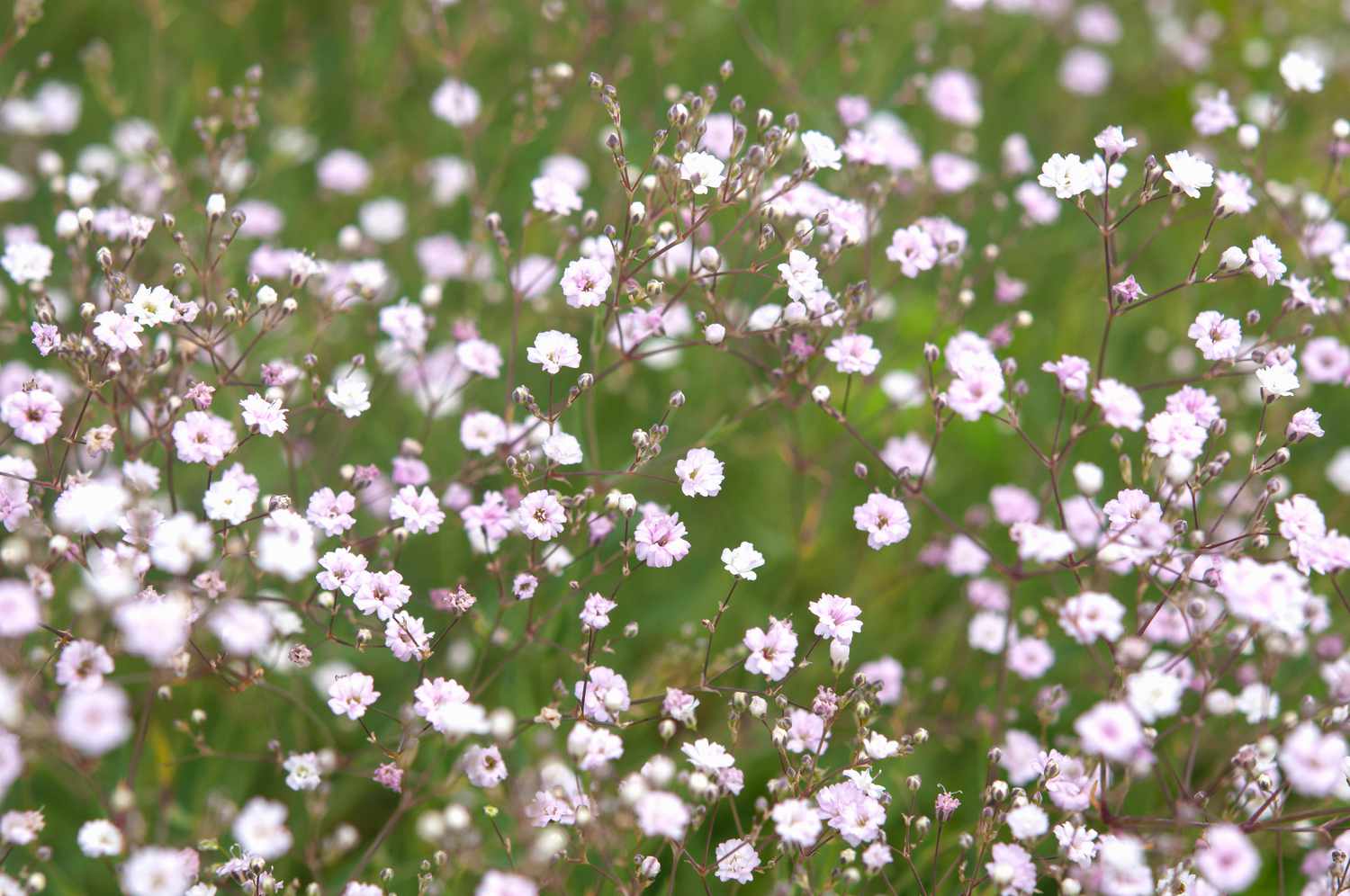 Schleierkrautstängel mit weißen und rosa Blüten in Nahaufnahme