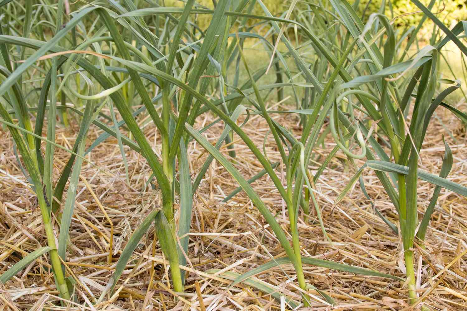 Hardneck-Knoblauch im Strohgartenbeet mit langen, schlanken Blättern