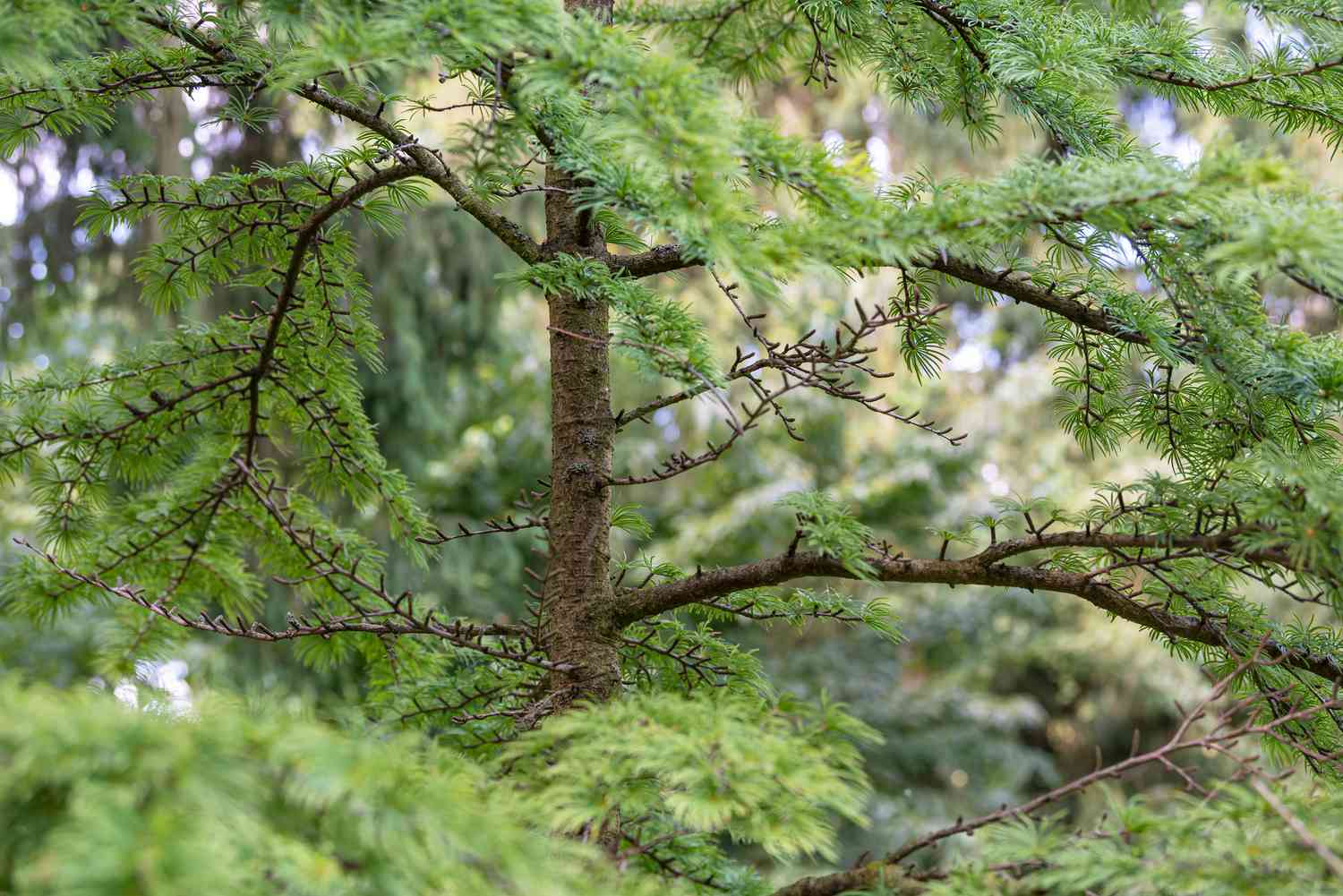 Goldener Lärchenbaum mit dünnem Stamm mit kleinen Nadeln auf dünnen Ästen in Nahaufnahme