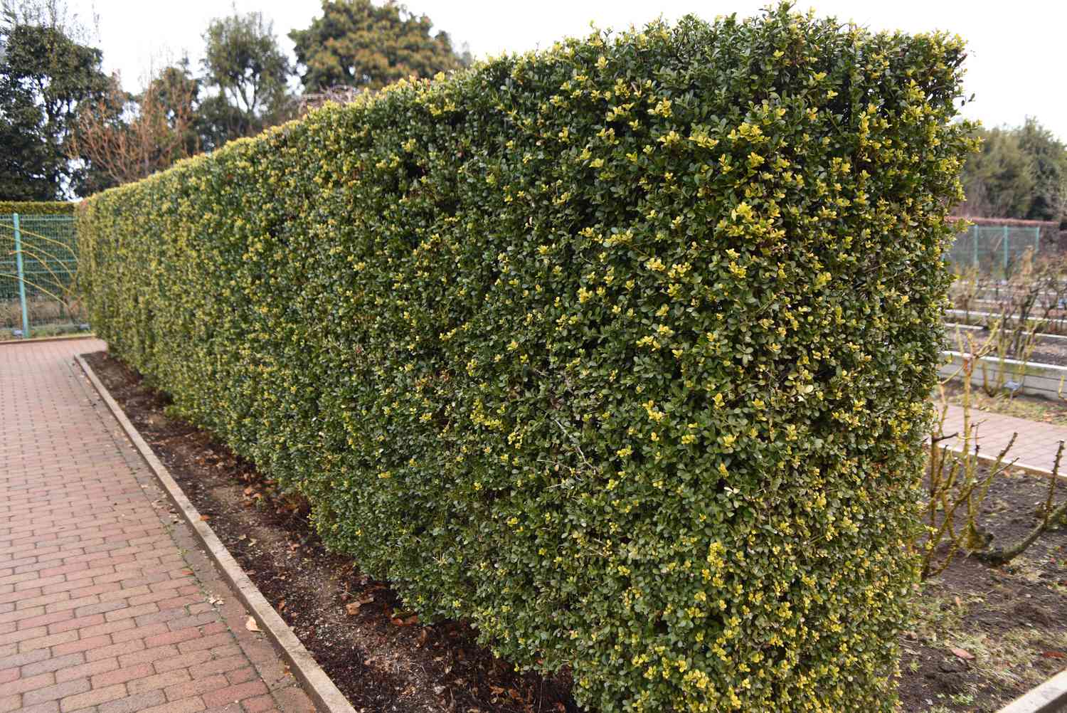 Ilex crenata hedge