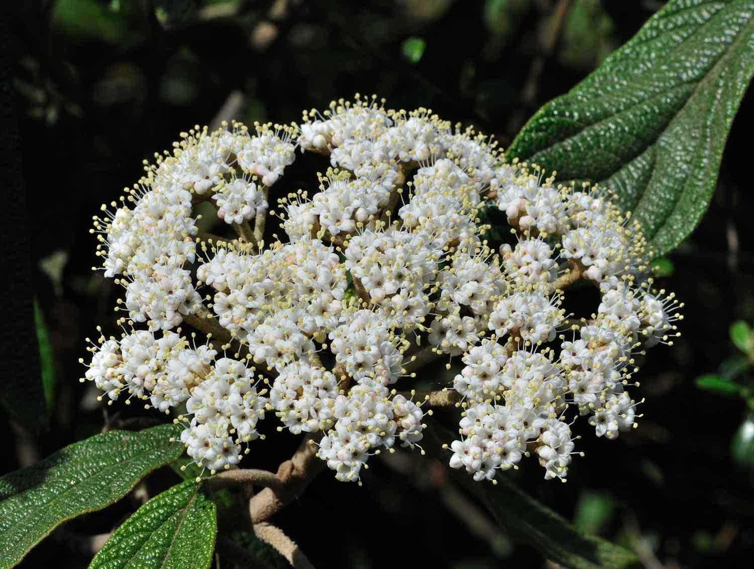 Lederblättriger Viburnum mit Büscheln winziger gelb-weißer Blüten