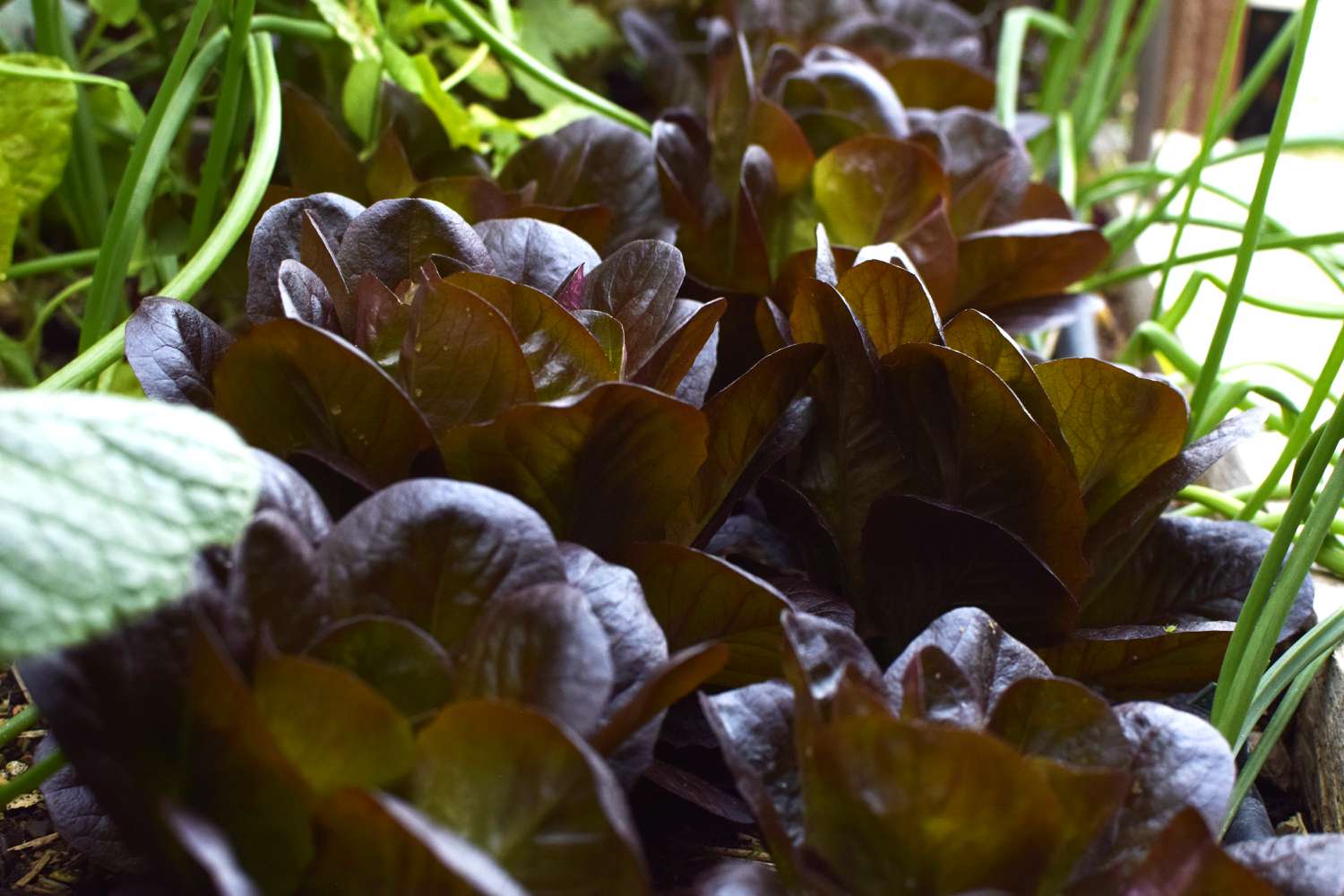 Kopfsalat mit dunklen Blättern 