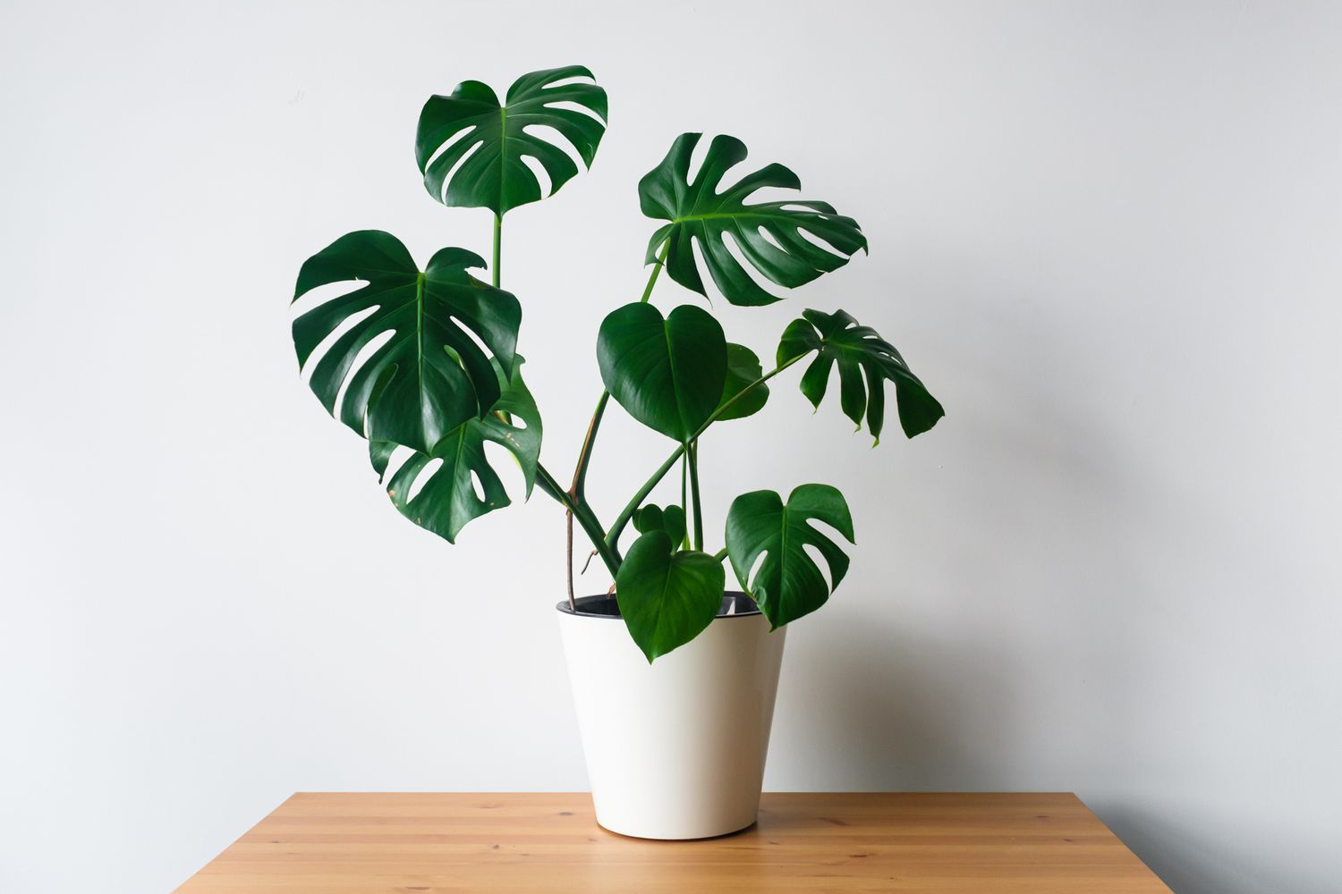 Close-Up of Potted Monstera Plant On Table Against Wall 