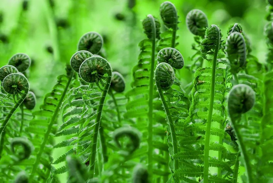 Viele entfaltete Fronten an Fiddleheads im Freien