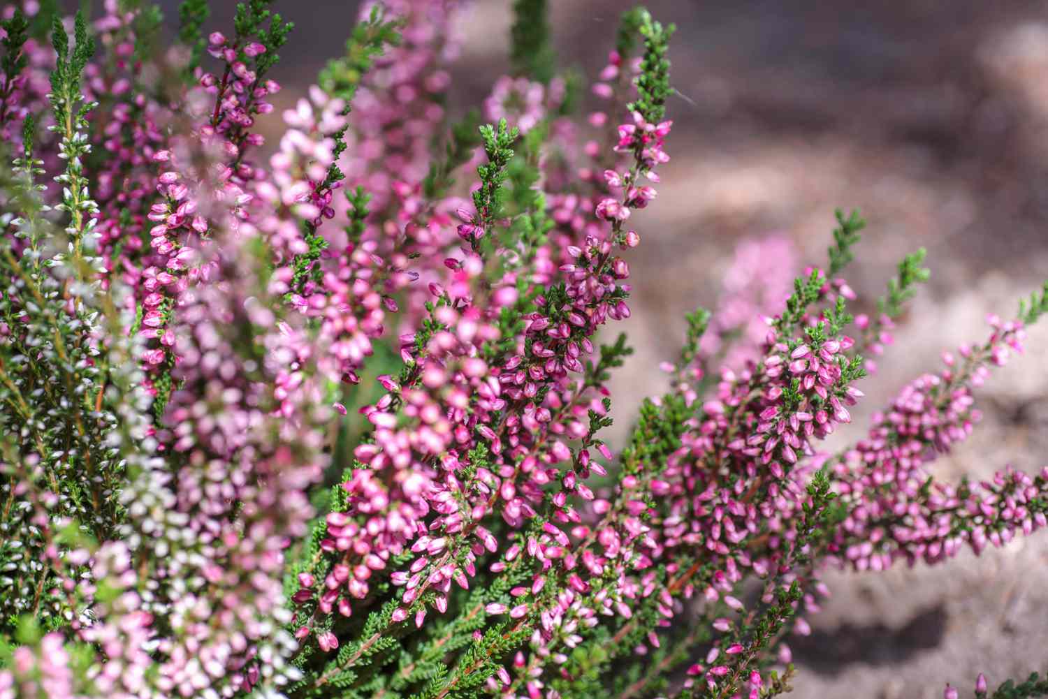 Heidekrautstrauch mit kleinen rosa Trauben und schuppenförmigen Blättern im Sonnenlicht