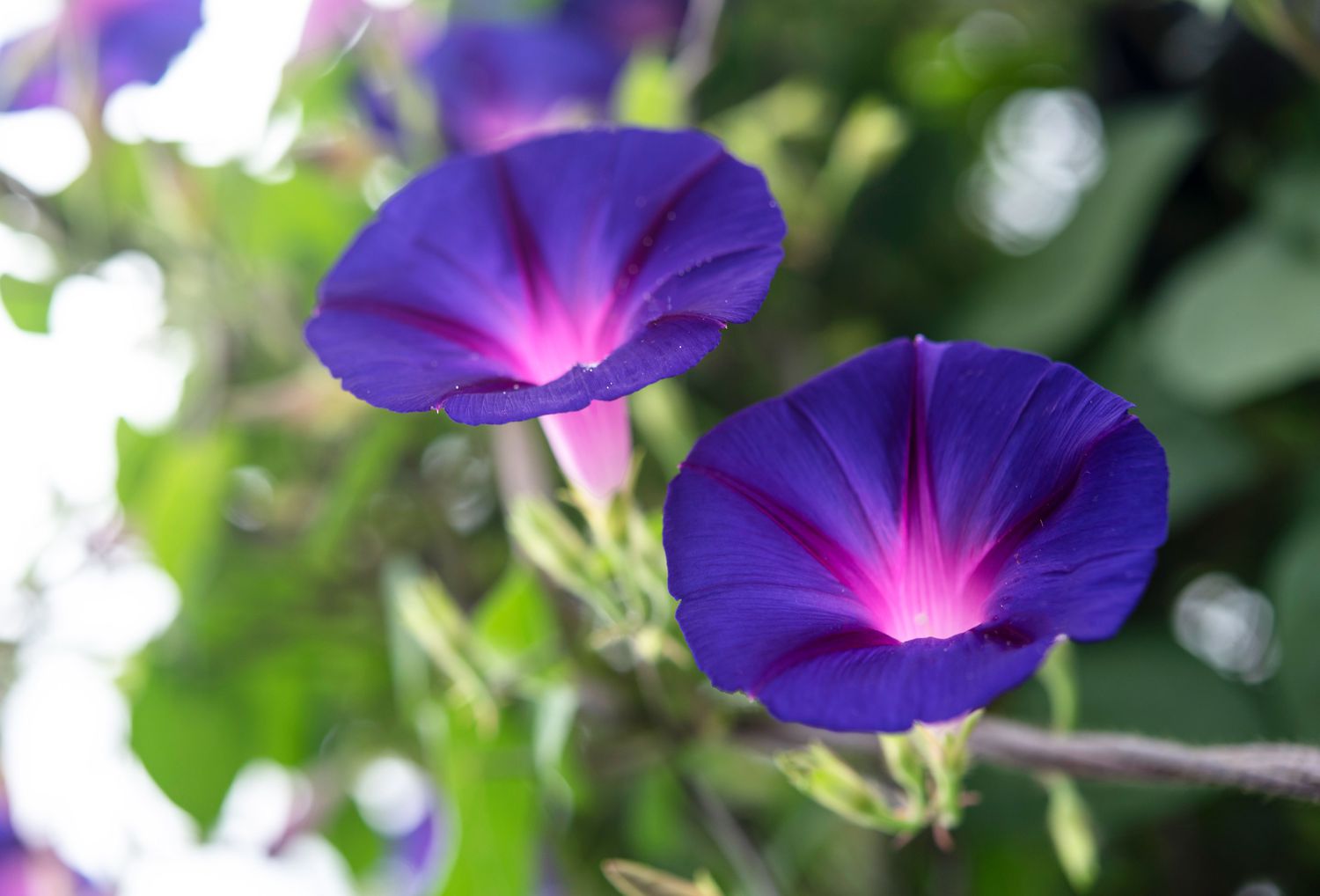 Morning glory plant with deep purple trumpet-shaped flowers with pink centers