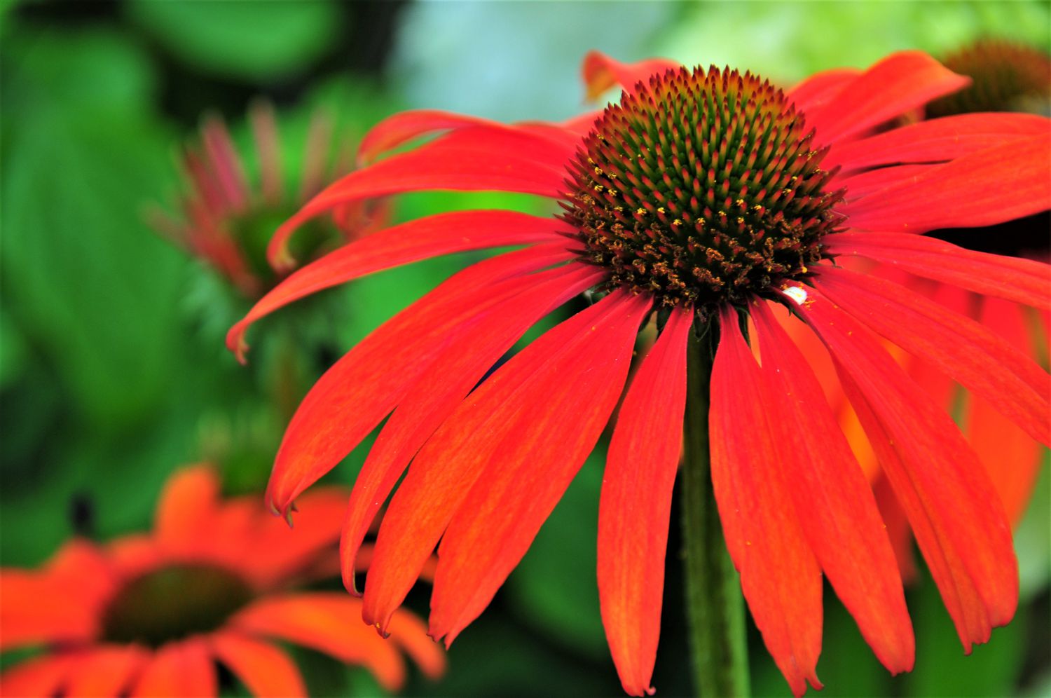 Firebird coneflower