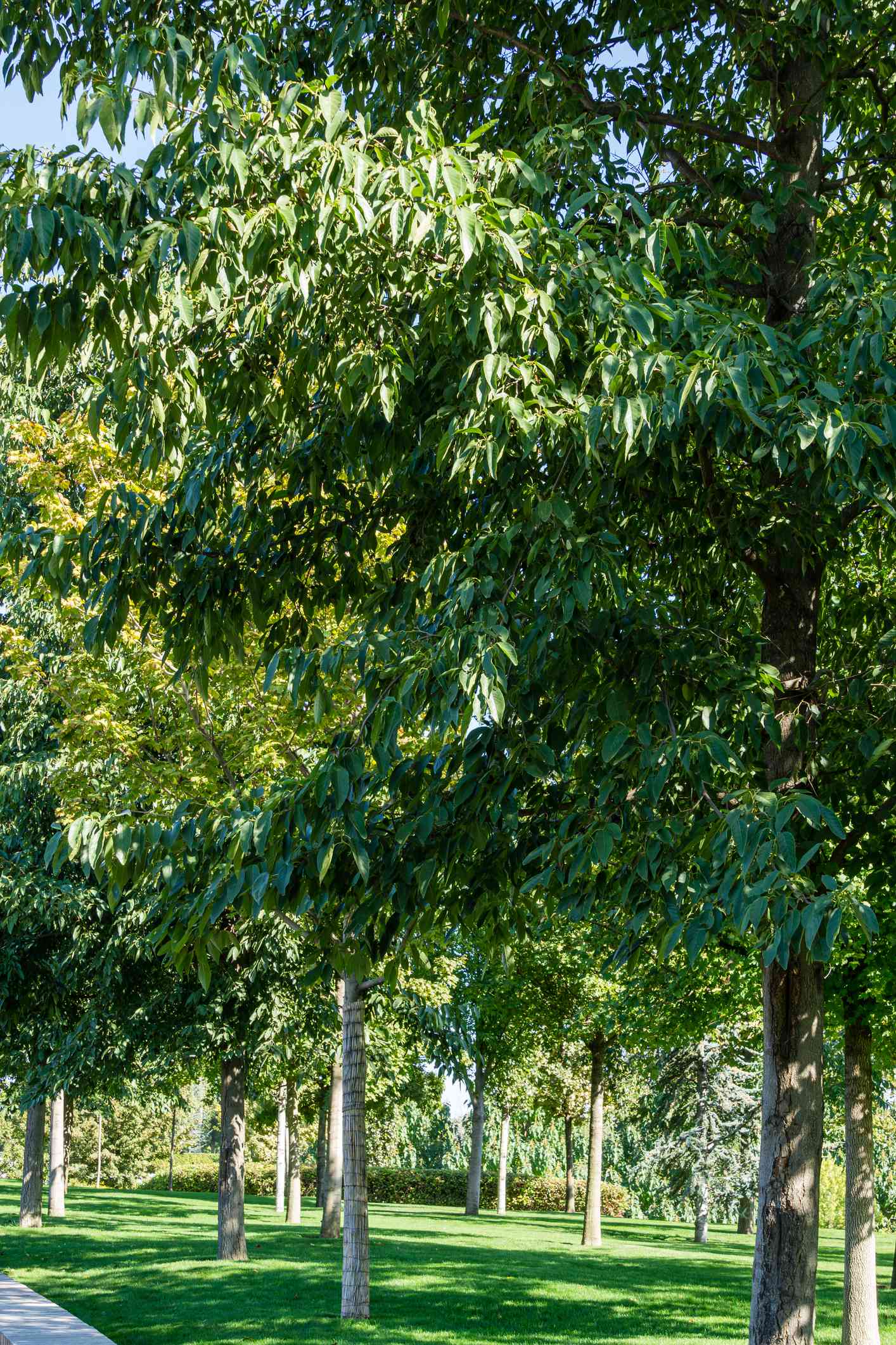 Aliso japonés (alnus japonica)