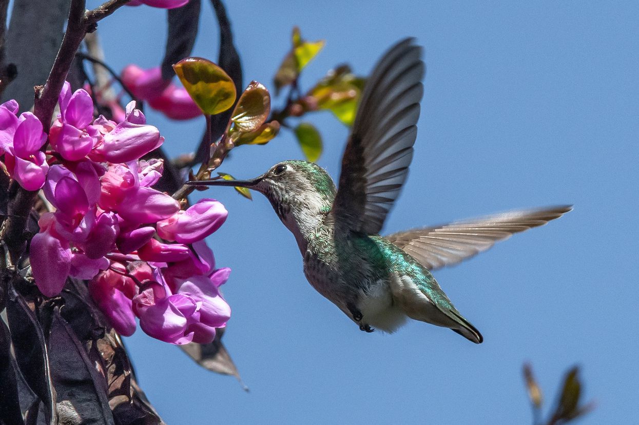 Annas Kolibri fliegt vor leuchtend rosa Blüten