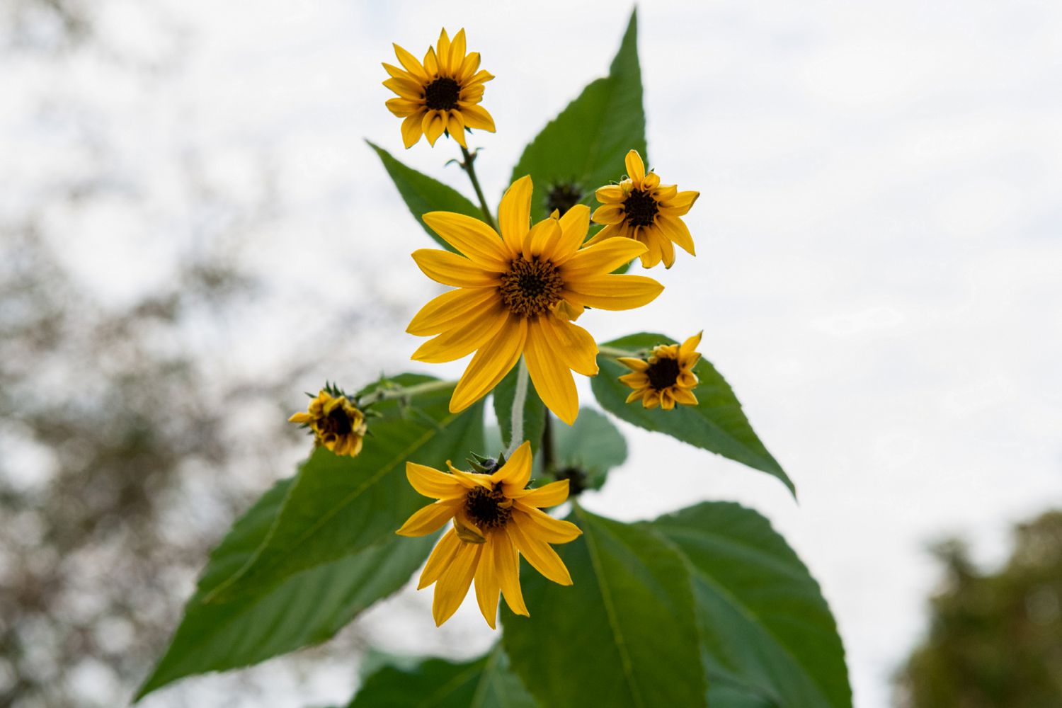 Topinamburpflanze mit großen gelben Blüten an einem einzigen Stiel mit Blättern