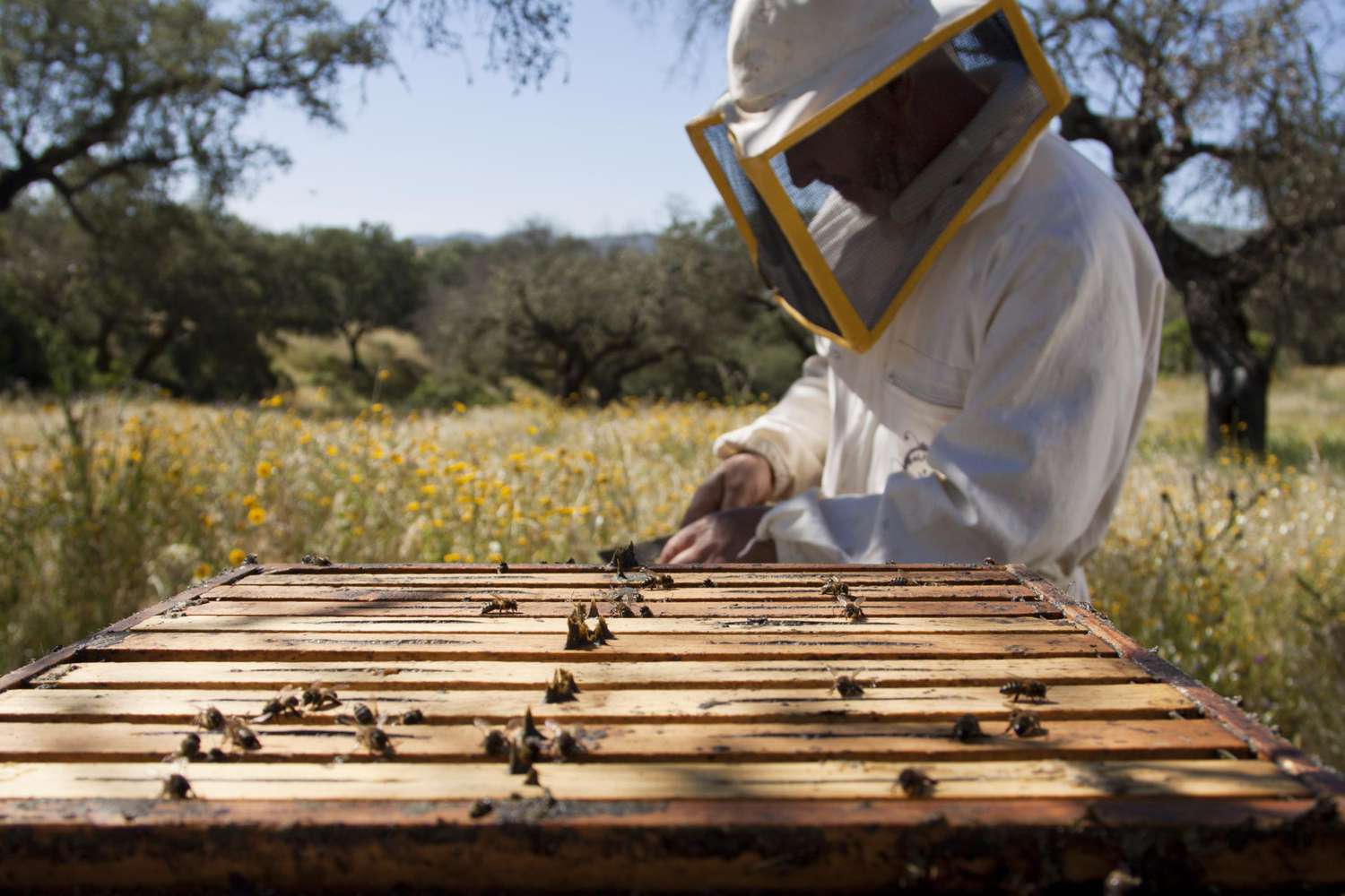 Imker und Bienenwaben