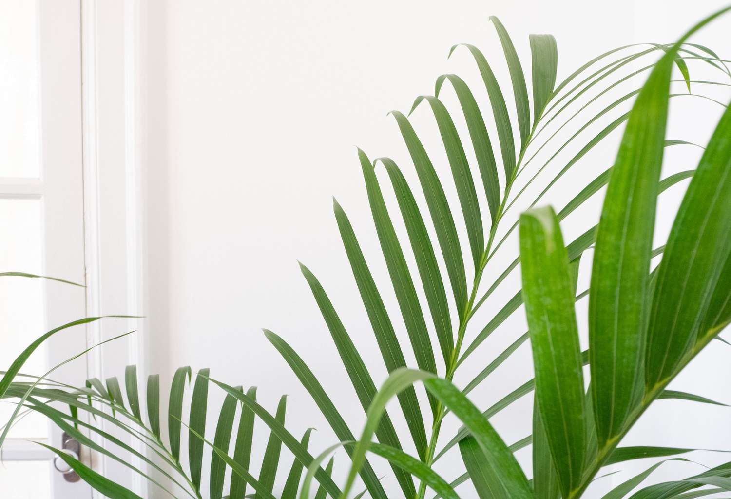 closeup leaf detail of an indoor palm