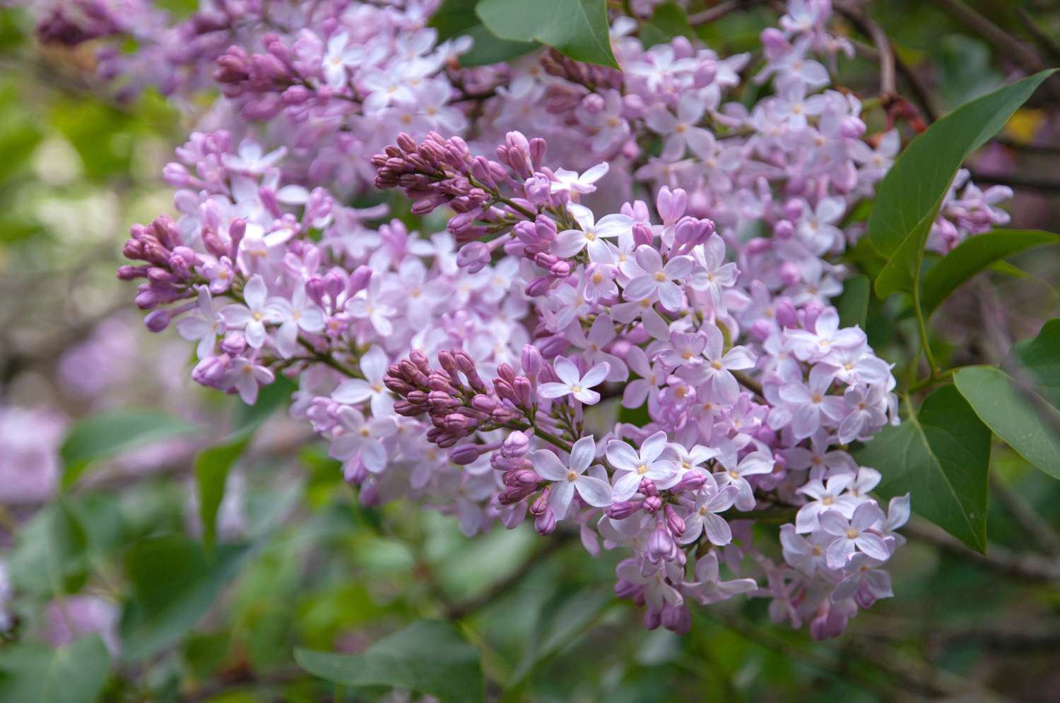 Plante de lilas avec de minuscules grappes de petites fleurs violet clair sur les branches