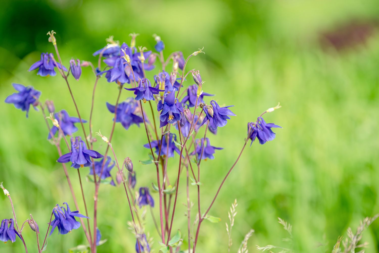 Akelei mit winzigen lila Blüten an dünnen Stielen