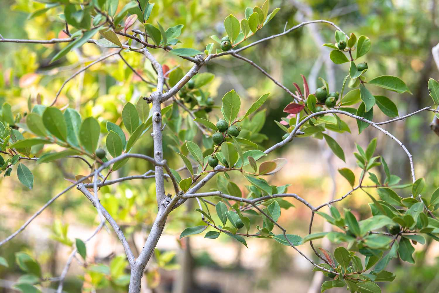 Ananas-Guavenbaum mit kleinen runden grünen Früchten an Zweigen mit pfeilförmigen Blättern