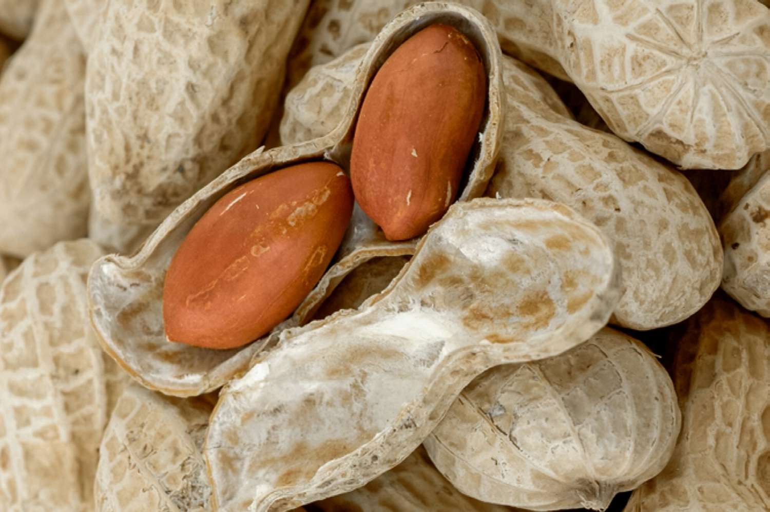 Aufgeschnittene Erdnussschale mit zwei Nüssen auf Erdnussstapeln