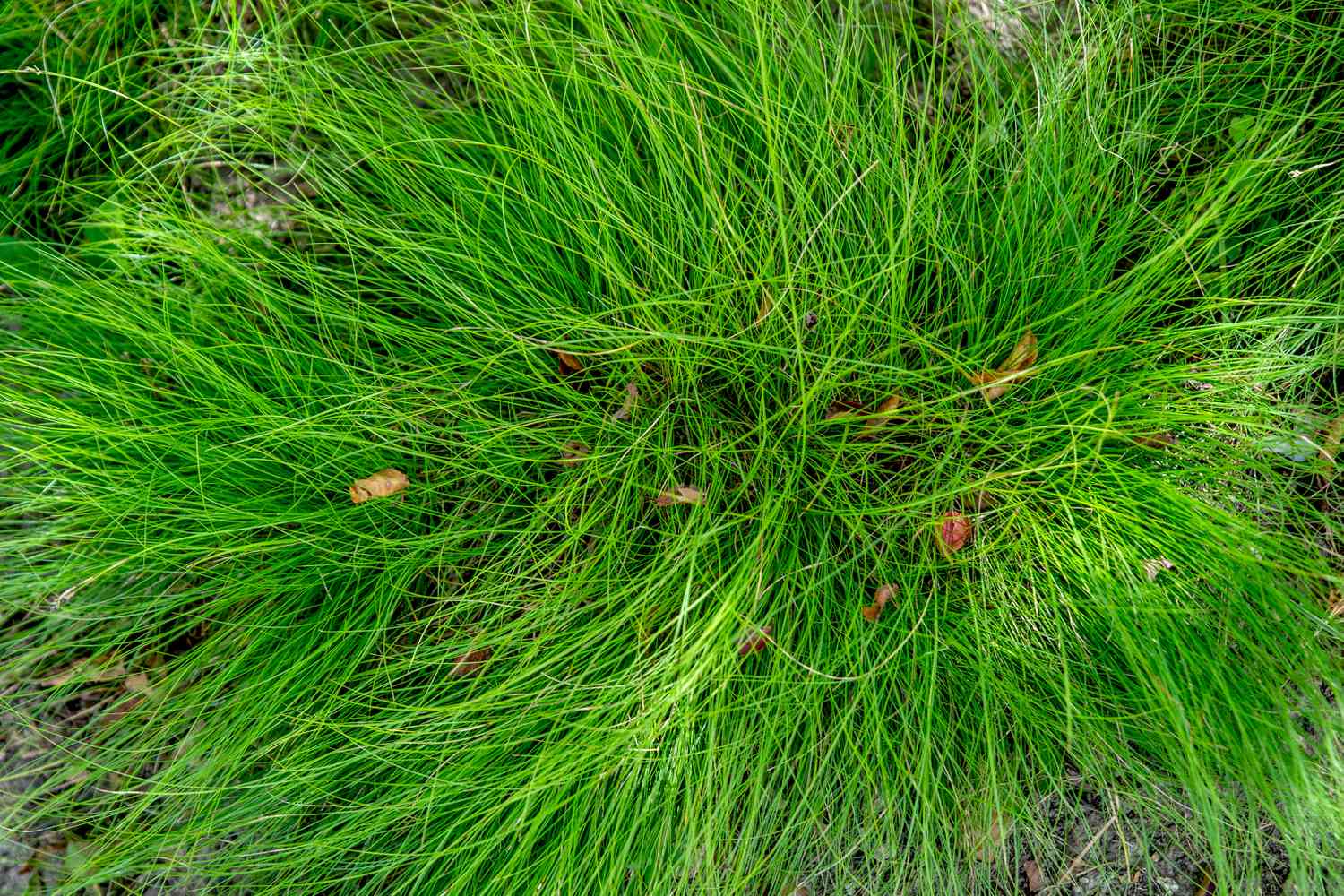 Borstenblatt-Segge mit langen haarähnlichen Blättern