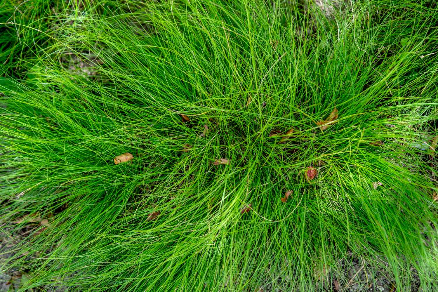 Bristle leaf sedge with long hair-like blades